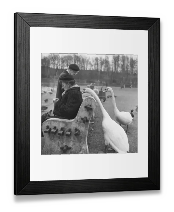 Framed Print : Swan Biting a Woman's Coat Framed Print : Swan Biting a Woman's Coat