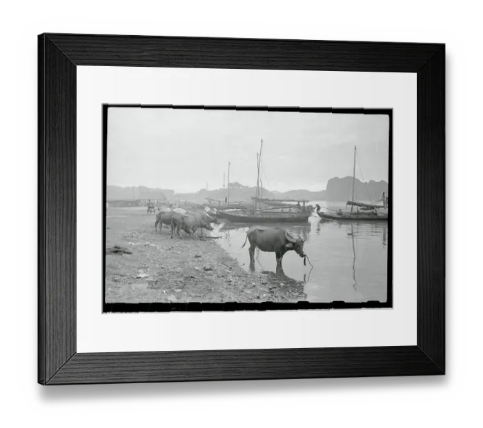 Framed Print : Cattle Drinking Water from a Riverbank