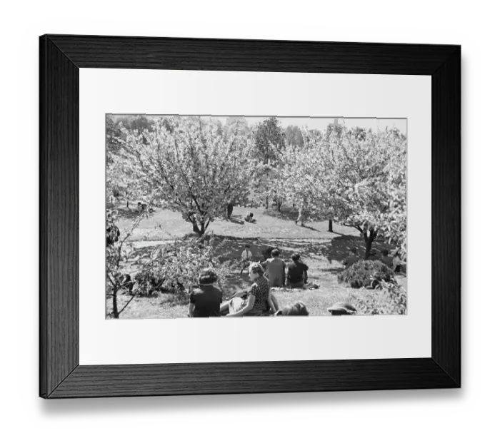 Framed Print : Cherry Blossom Trees, Prospect Park Framed Print : Cherry Blossom Trees, Prospect Park
