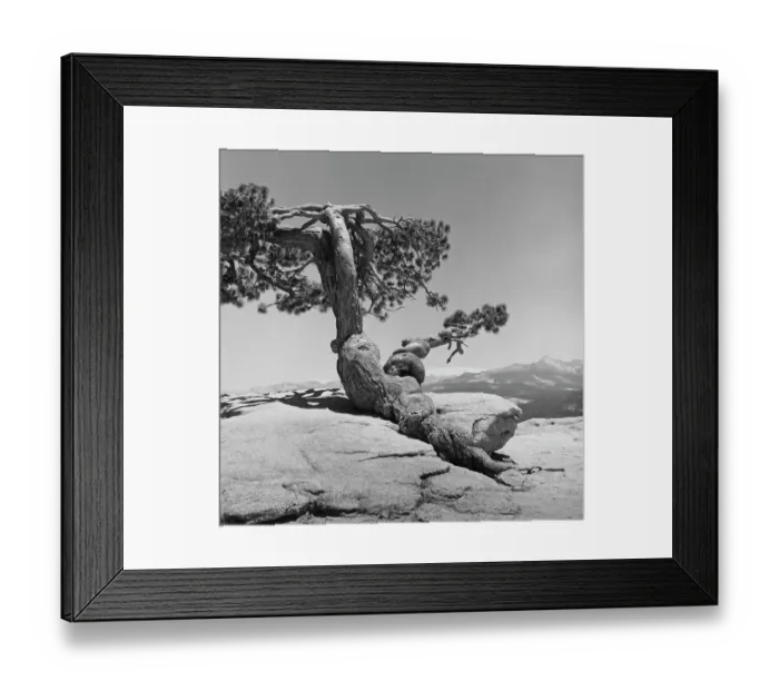 Framed Print : Jeffrey Pine, Sentinel Dome