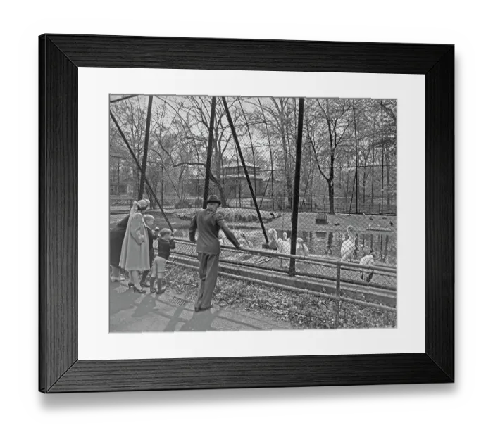 Framed Print : Springtime At Brooklyn Zoo Framed Print : Springtime At Brooklyn Zoo