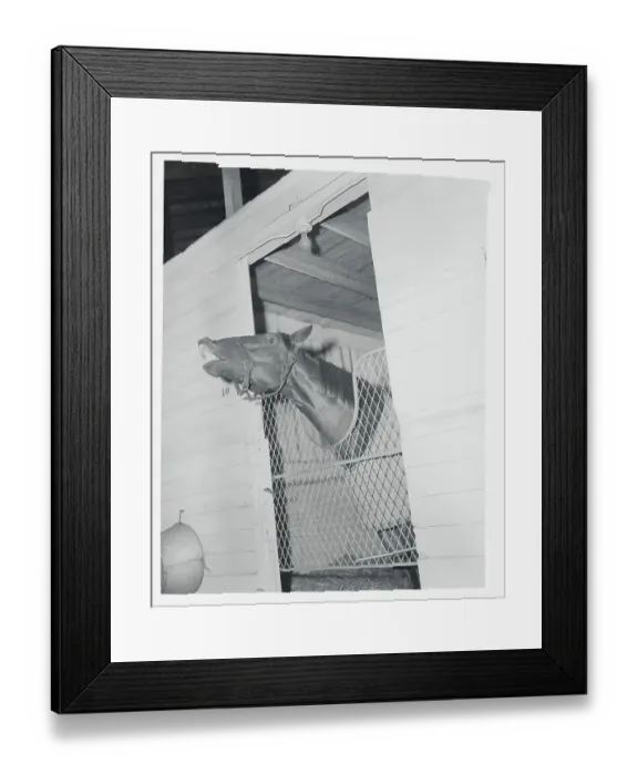 Framed Print : Race Horse Nashua Peeking Outside Stall Framed Print : Race Horse Nashua Peeking Outside Stall