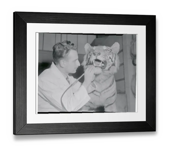 Framed Print : Taxidermist Preparing Tiger's Teeth Framed Print : Taxidermist Preparing Tiger's Teeth