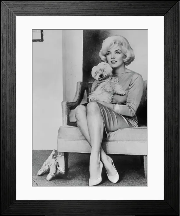 Framed Print : Actress Marilyn Monroe Holding Dog Framed Print : Actress Marilyn Monroe Holding Dog