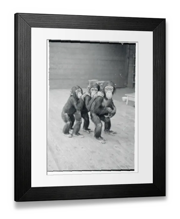 Framed Print : Three Chimpanzees Posing for a Picture Framed Print : Three Chimpanzees Posing for a Picture
