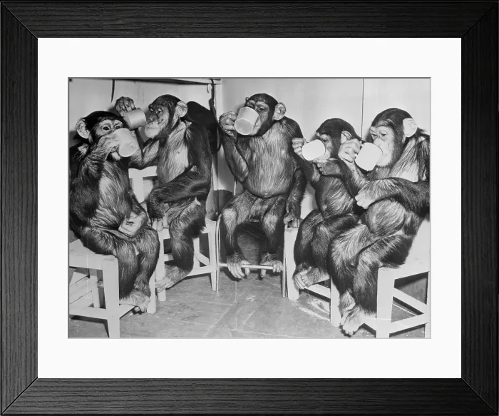 Framed Print : Chimpanzees Drinking Milk Framed Print : Chimpanzees Drinking Milk