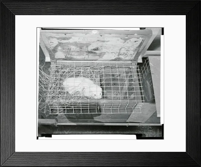 Framed Print : A Mink Sitting in a Cage Framed Print : A Mink Sitting in a Cage