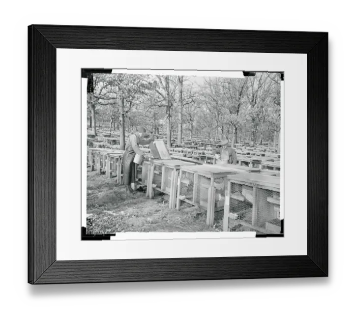 Framed Print : Workmen Feeding Minks Framed Print : Workmen Feeding Minks