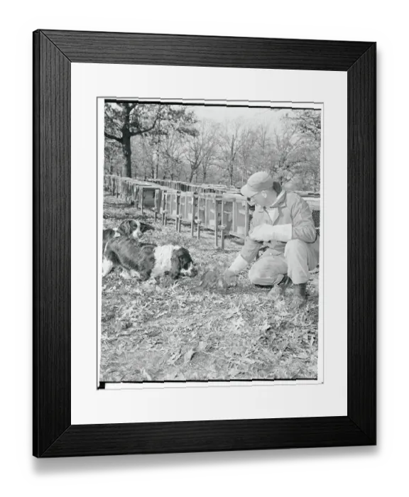 Framed Print : John Miller Capturing a Stray Mink Framed Print : John Miller Capturing a Stray Mink