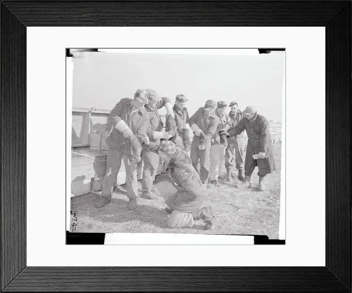 Framed Print : Men Grading the Mink Pelts