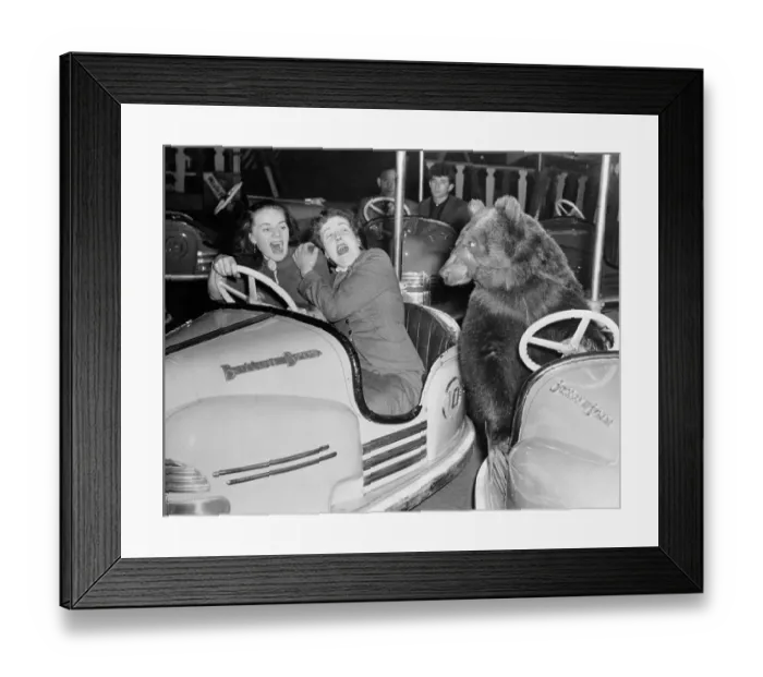 Framed Print : Bear Driving a Bumper Car Framed Print : Bear Driving a Bumper Car