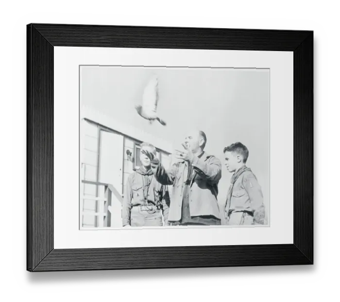 Framed Print : Portrait of Harold Saunders Releasing Pigeon Framed Print : Portrait of Harold Saunders Releasing Pigeon