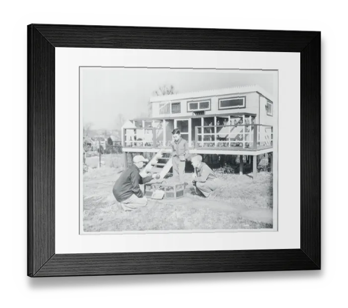 Framed Print : Portrait of Harold Saunders and Pigeons Framed Print : Portrait of Harold Saunders and Pigeons