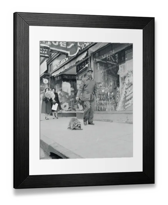 Framed Print : Clifton Gans Walking His Pet Raccoon Framed Print : Clifton Gans Walking His Pet Raccoon