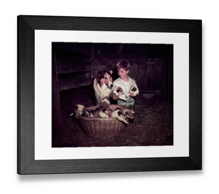 Framed Print : Young Tommy Rettig with Lassie and Puppies