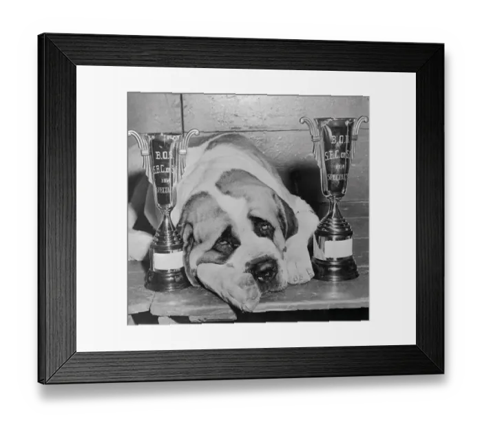 Framed Print : St. Bernard Lying Between Two Trophies Framed Print : St. Bernard Lying Between Two Trophies