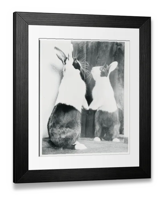 Framed Print : Rabbit Seeing Itself in Mirror