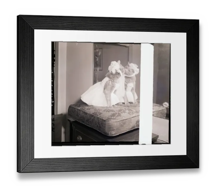 Framed Print : Cat Model Wearing a Gown Framed Print : Cat Model Wearing a Gown