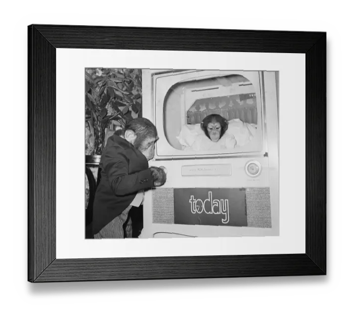 Framed Print : Portrait of J. Fred Muggs and Girl Chimpanzee Framed Print : Portrait of J. Fred Muggs and Girl Chimpanzee