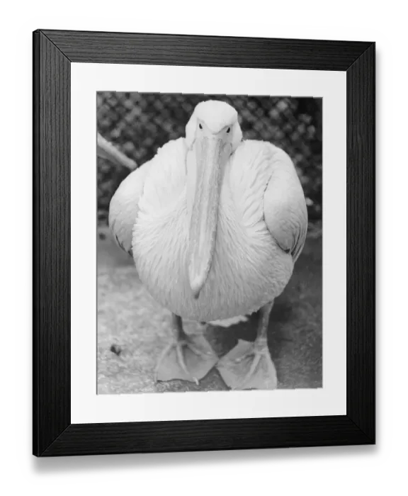 Framed Print : View of Pelican Framed Print : View of Pelican
