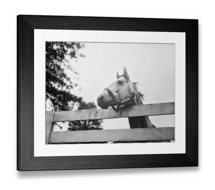 Framed Print : Racehorse Native Dancer Framed Print : Racehorse Native Dancer