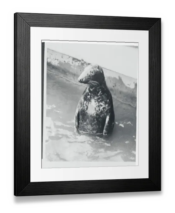 Framed Print : Portrait of Sad Looking Seal Framed Print : Portrait of Sad Looking Seal