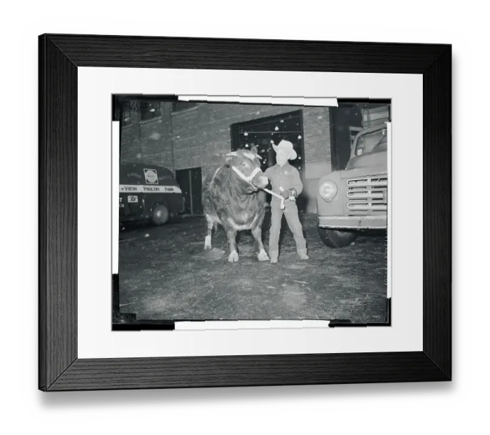 Framed Print : Boy Standing with Shorthorn Steer Framed Print : Boy Standing with Shorthorn Steer