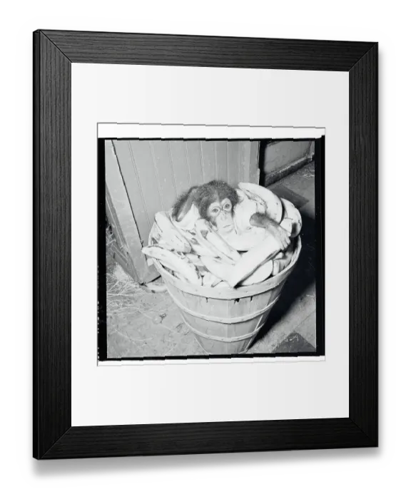 Framed Print : Portrait of Baby Chimpanzee Framed Print : Portrait of Baby Chimpanzee