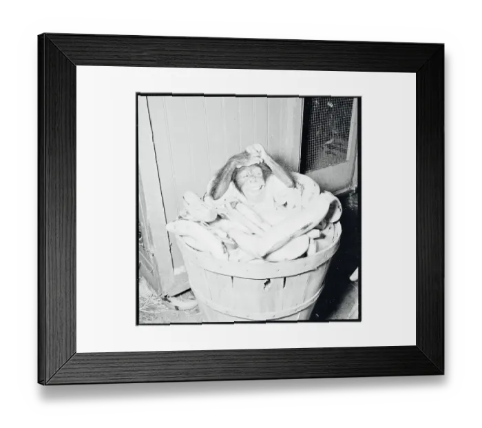 Framed Print : Portrait of Baby Chimpanzee Framed Print : Portrait of Baby Chimpanzee