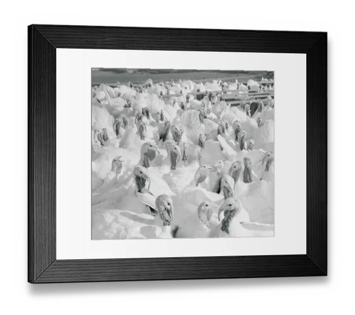 Framed Print : White Turkeys on the Farm Framed Print : White Turkeys on the Farm