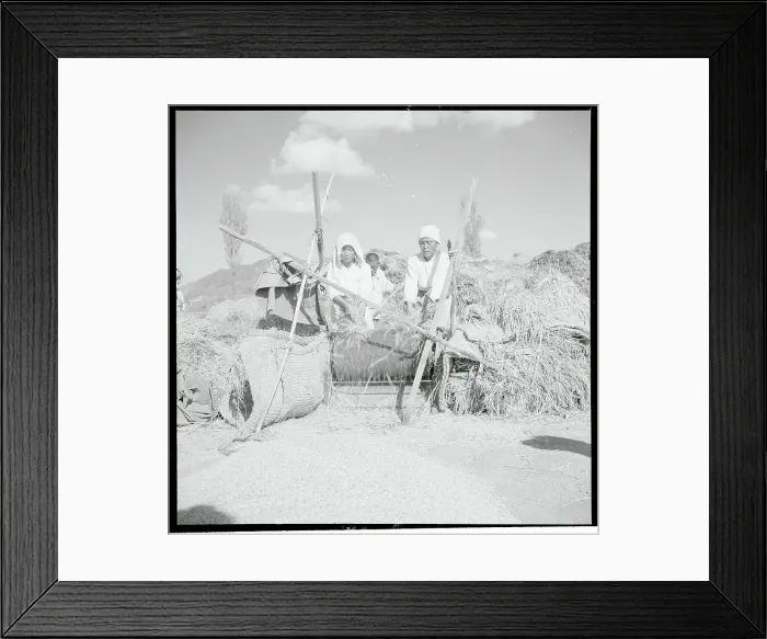 Framed Print : Farmer Separating Rice Kernels Framed Print : Farmer Separating Rice Kernels
