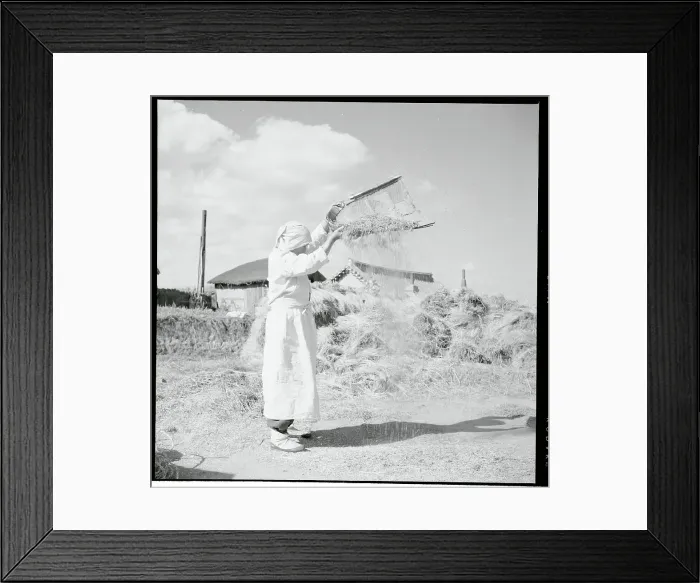 Framed Print : Women Tossing Kernels Into the Air Framed Print : Women Tossing Kernels Into the Air