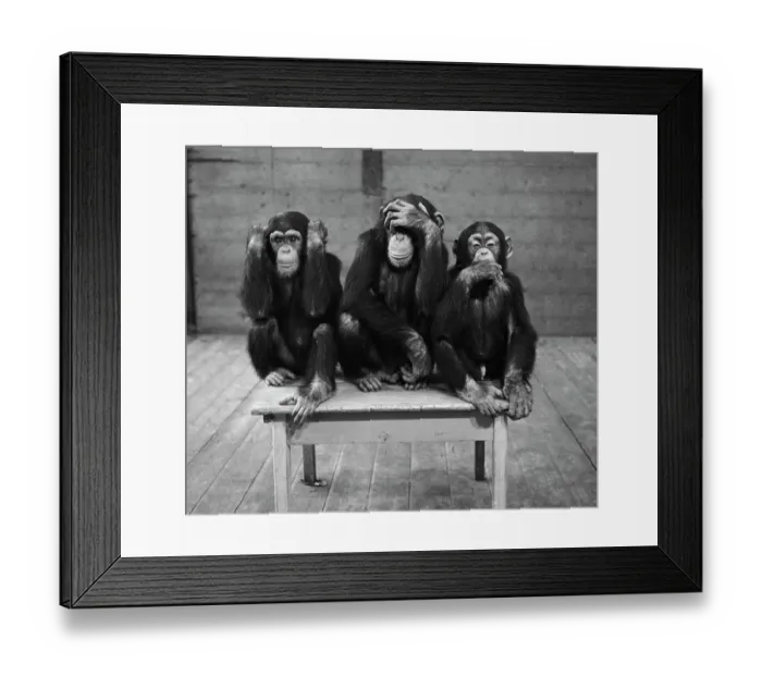 Framed Print : Chipanzees Not Hearing, Seeing or Speaking Evil Framed Print : Chipanzees Not Hearing, Seeing or Speaking Evil