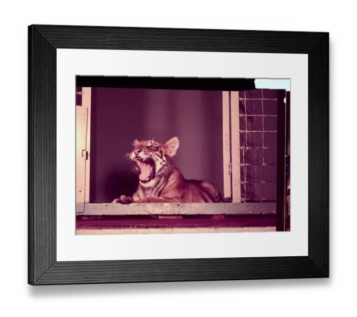 Framed Print : Tiger Cub in Cage Roaring Framed Print : Tiger Cub in Cage Roaring