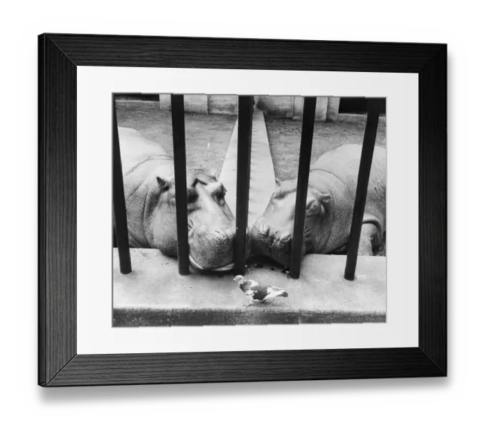 Framed Print : Pair of Hippos Watching Pigeon in Zoo Framed Print : Pair of Hippos Watching Pigeon in Zoo