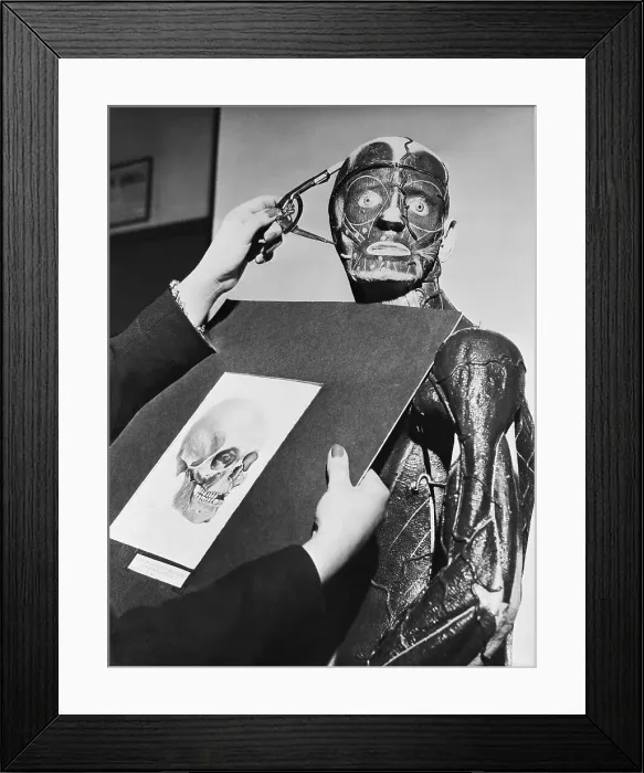 Framed Print : Artist Taking Measurements of Human Skull Framed Print : Artist Taking Measurements of Human Skull