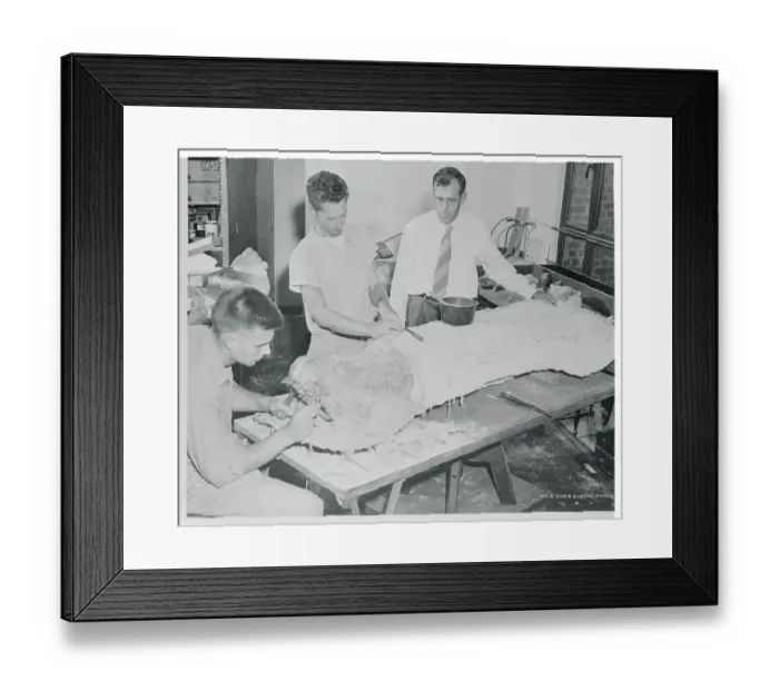 Framed Print : Dinosaur Bone Excavation Framed Print : Dinosaur Bone Excavation