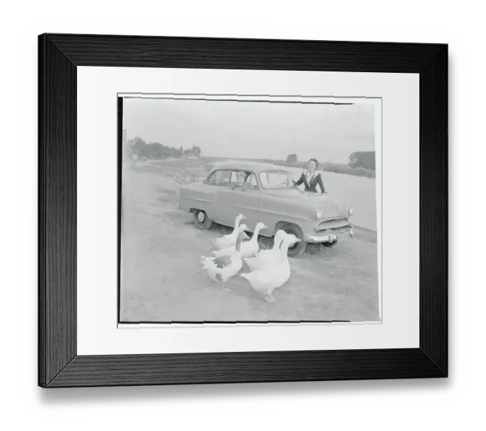 Framed Print : Geese Walking Past Opel Olympia Auto Framed Print : Geese Walking Past Opel Olympia Auto