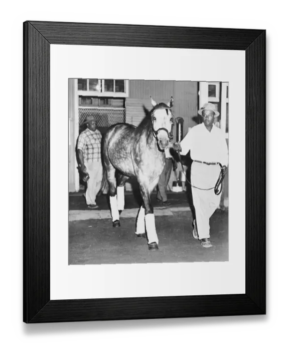 Framed Print : Horse Being Led Away From His Stall Framed Print : Horse Being Led Away From His Stall