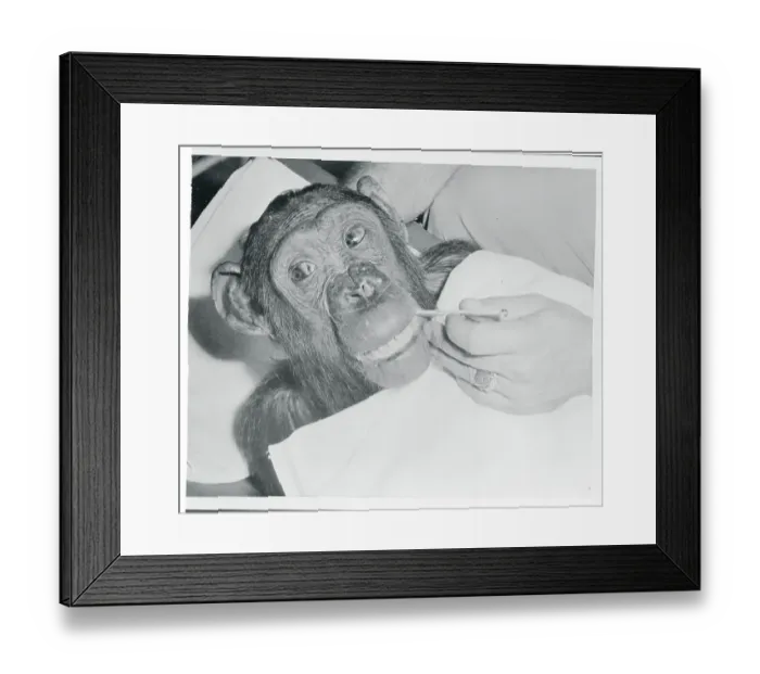 Framed Print : Chimpanzee Getting Temperature Checked Framed Print : Chimpanzee Getting Temperature Checked