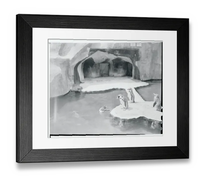 Framed Print : Penguins in Paris Framed Print : Penguins in Paris