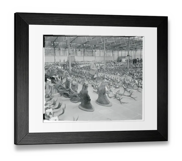 Framed Print : Horns Displayed at Show Framed Print : Horns Displayed at Show