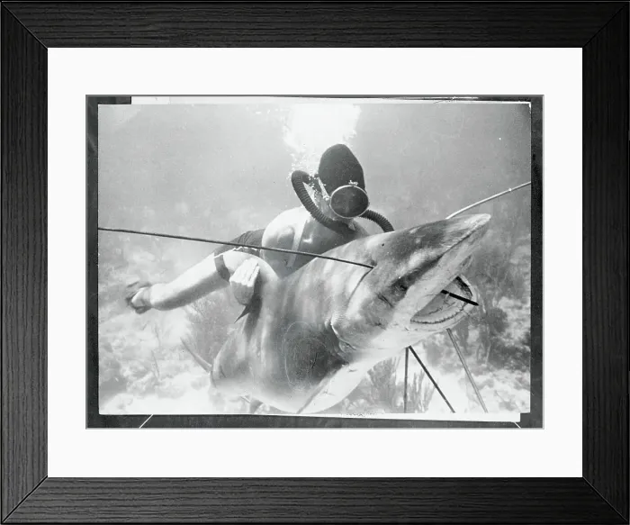 Framed Print : Jack McGinnis Wrestling with a Shark Framed Print : Jack McGinnis Wrestling with a Shark
