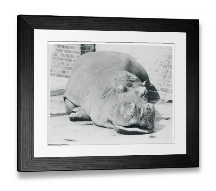 Framed Print : Portrait of a Hippo Framed Print : Portrait of a Hippo
