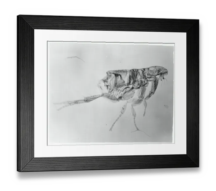 Framed Print : A Flea. (Original Caption). Dog's Nitemare Framed Print : A Flea. (Original Caption). Dog's Nitemare