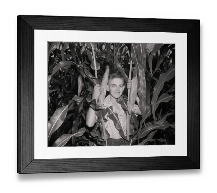 Framed Print : Boy in Corn Field Framed Print : Boy in Corn Field