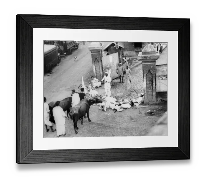 Framed Print : Protesters with Cows Framed Print : Protesters with Cows