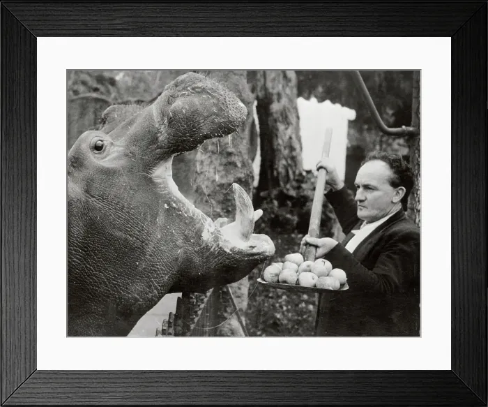 Framed Print : Man Feeding Hippopotamus Apples Framed Print : Man Feeding Hippopotamus Apples