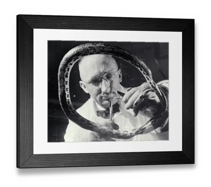 Framed Print : Veterinarian with Snake Framed Print : Veterinarian with Snake