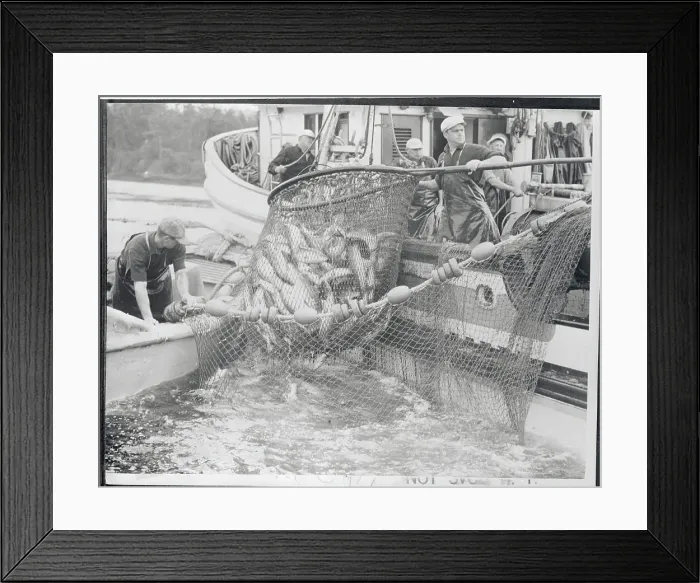 Framed Print : Fishermen Loading Salmon Onto Their Boat Framed Print : Fishermen Loading Salmon Onto Their Boat